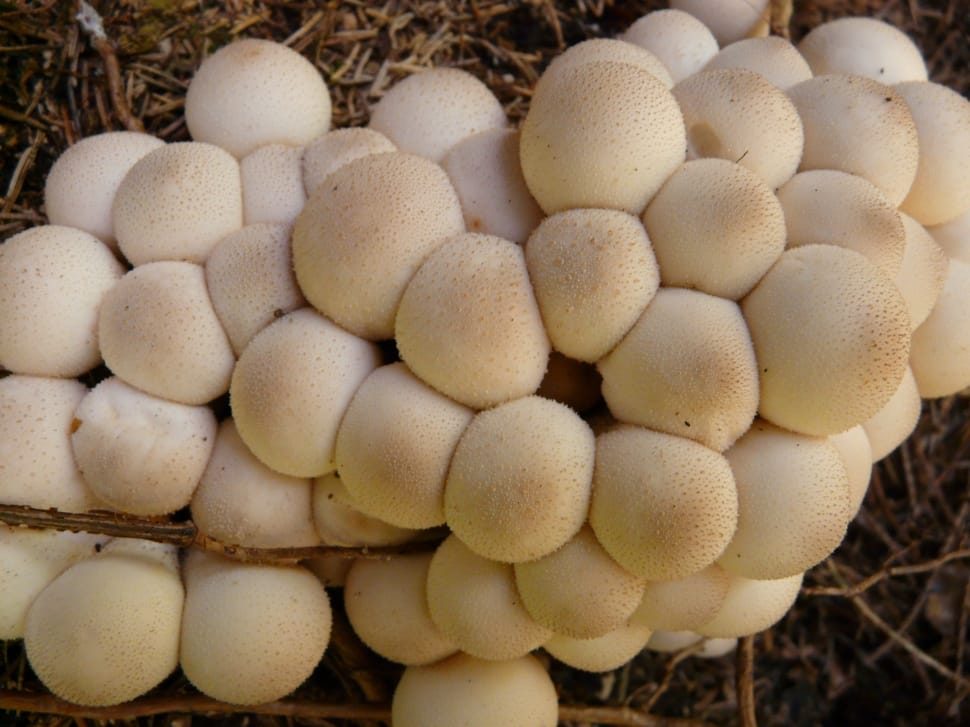 white mushrooms preview