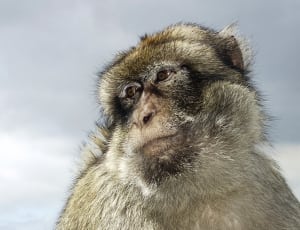 grey monkey thumbnail