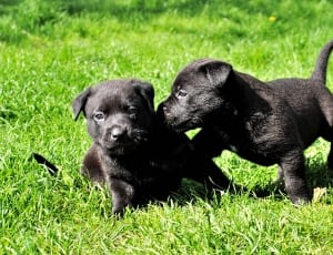 2 black labrador retriever puppies thumbnail