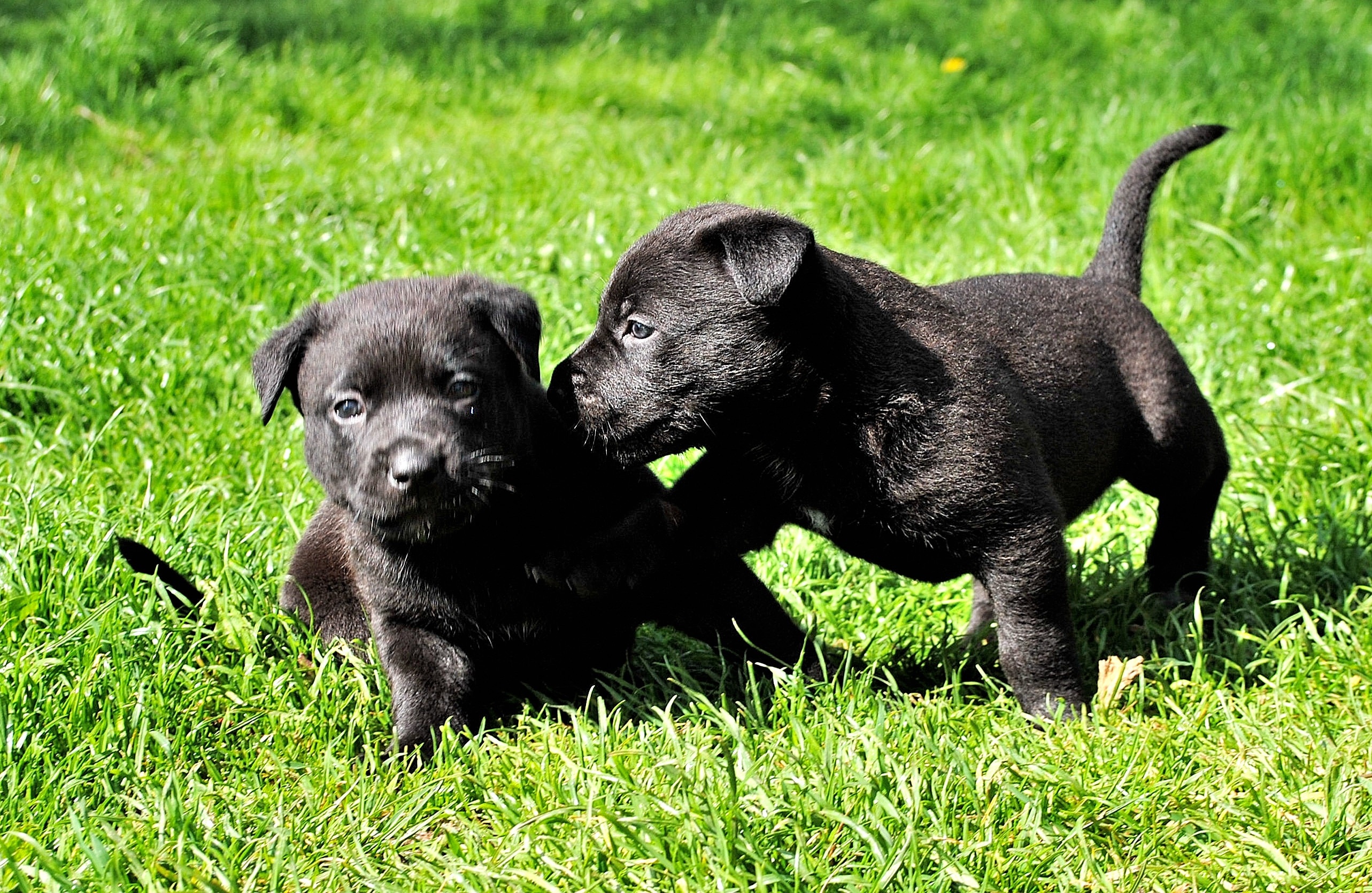 2 black labrador retriever puppies