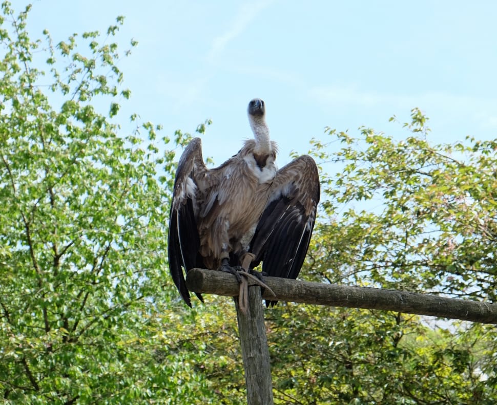 brown vulture preview