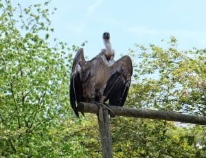 brown vulture thumbnail