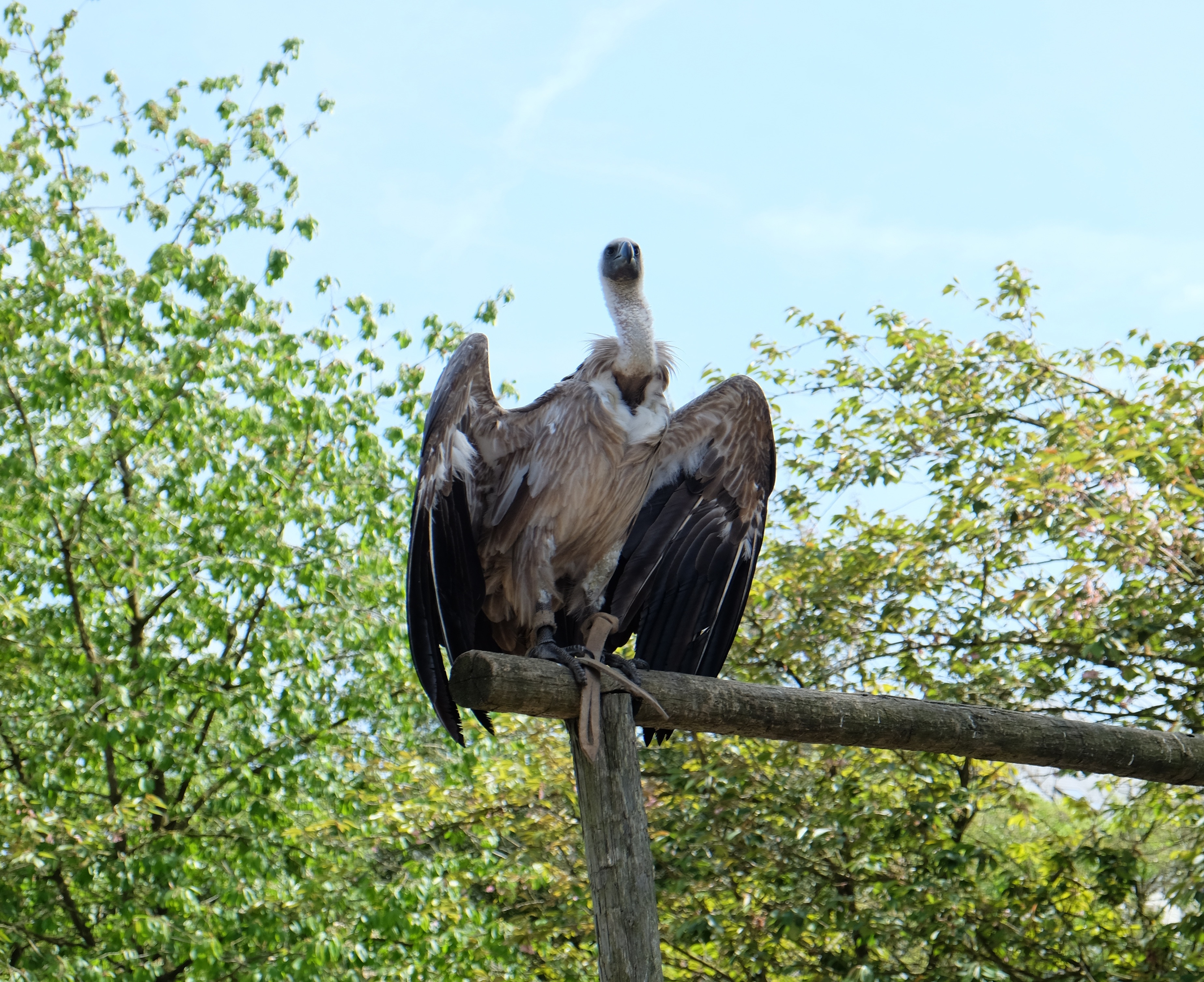 brown vulture