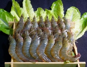 gray shrimps thumbnail