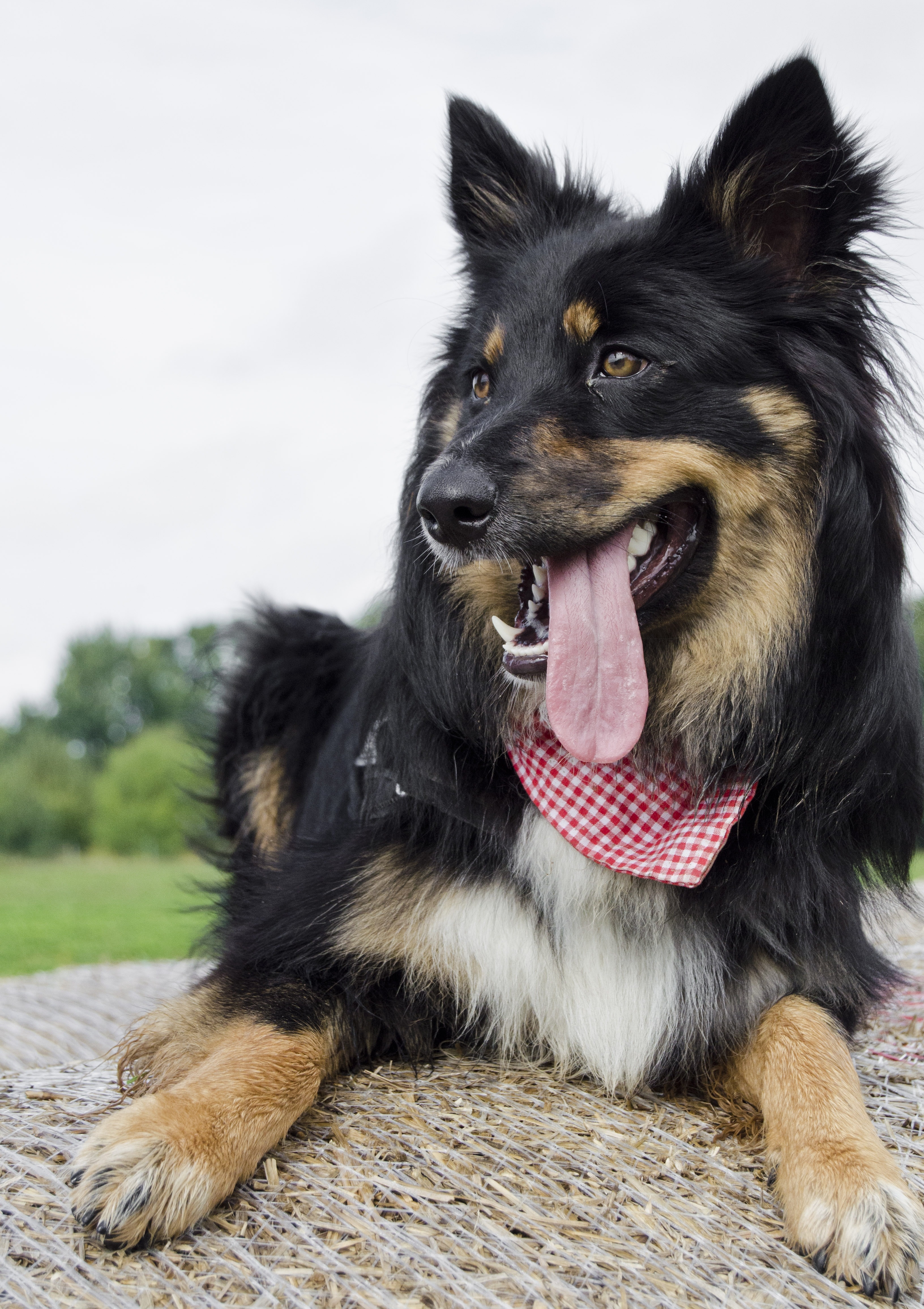 medium size dog with scarf