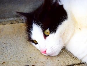 white and black cat thumbnail