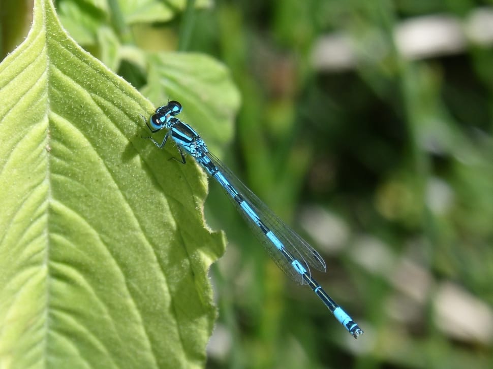 azure damselfly preview