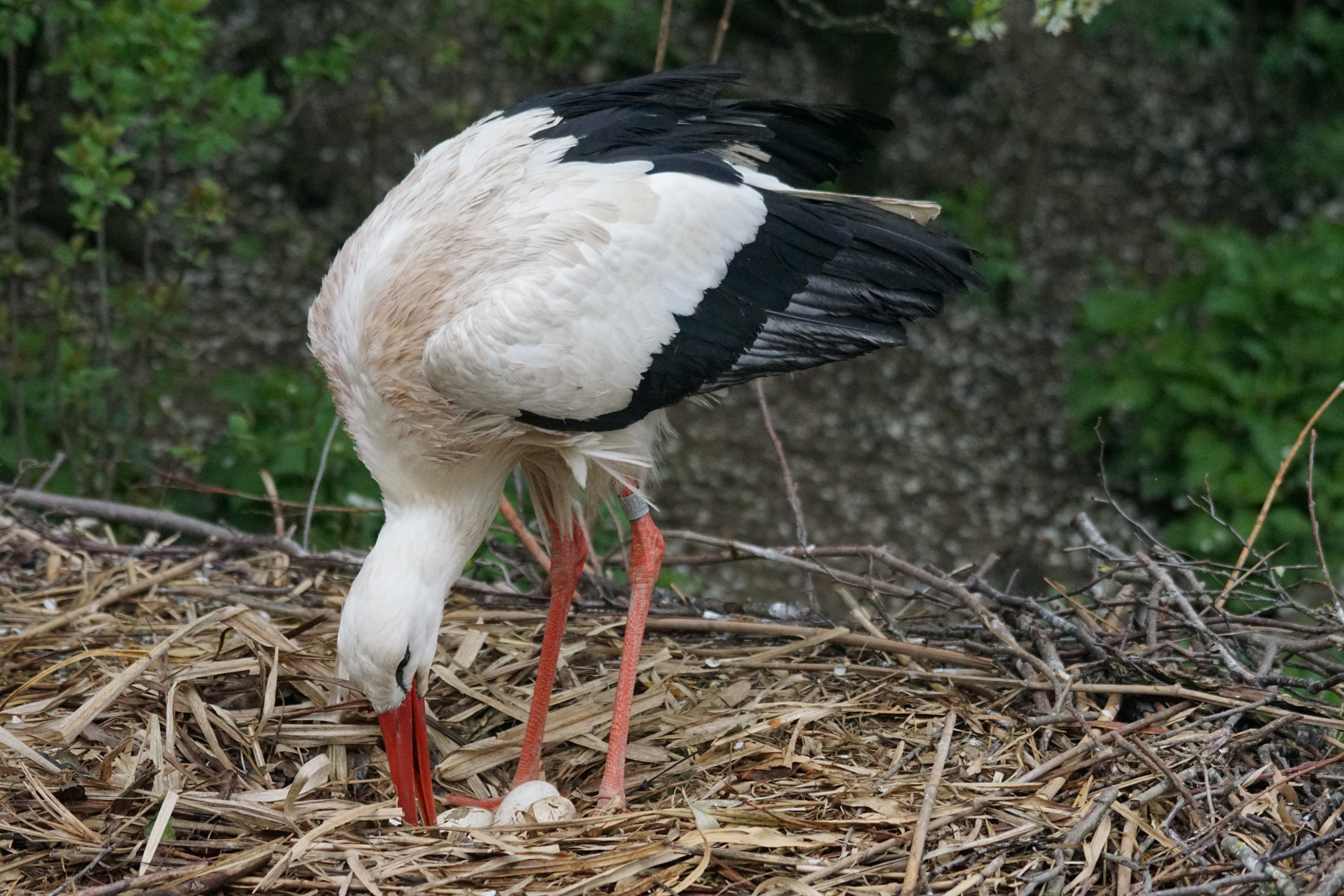 black white and red long beak bird
