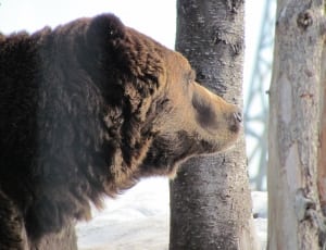brown grizzly bear thumbnail