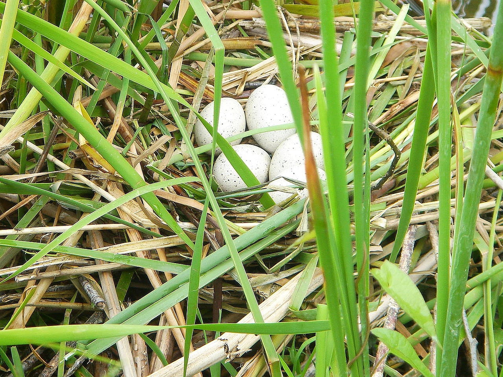 4 white eggs