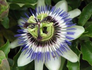blue white and green petal flower thumbnail