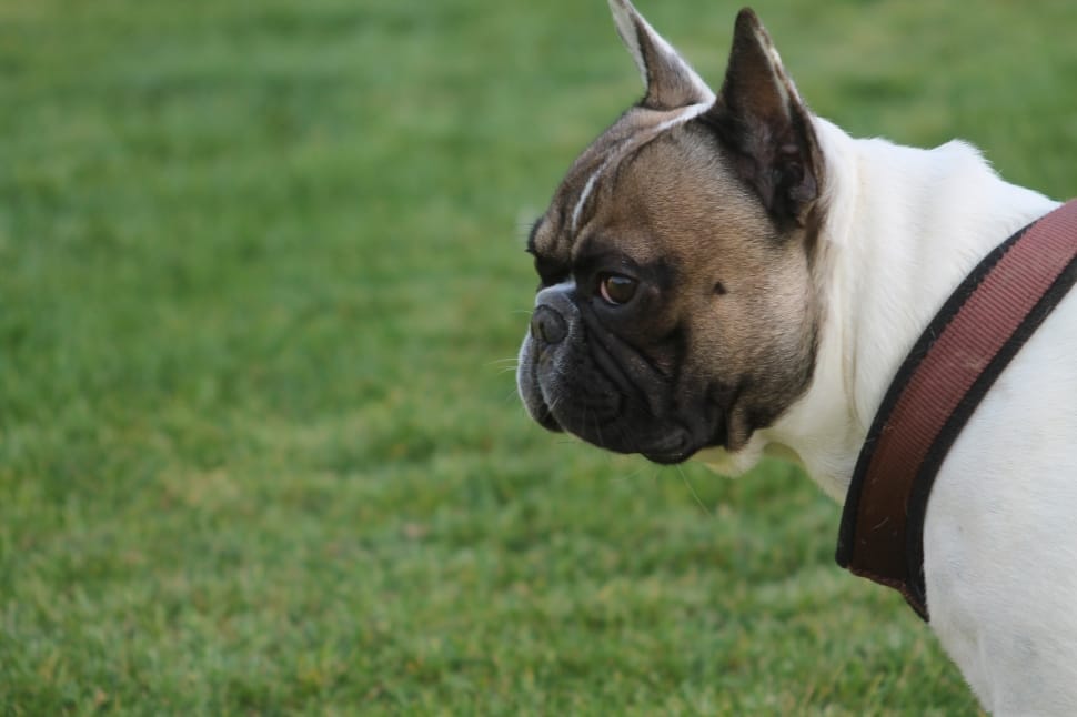 white and black french bulldog preview
