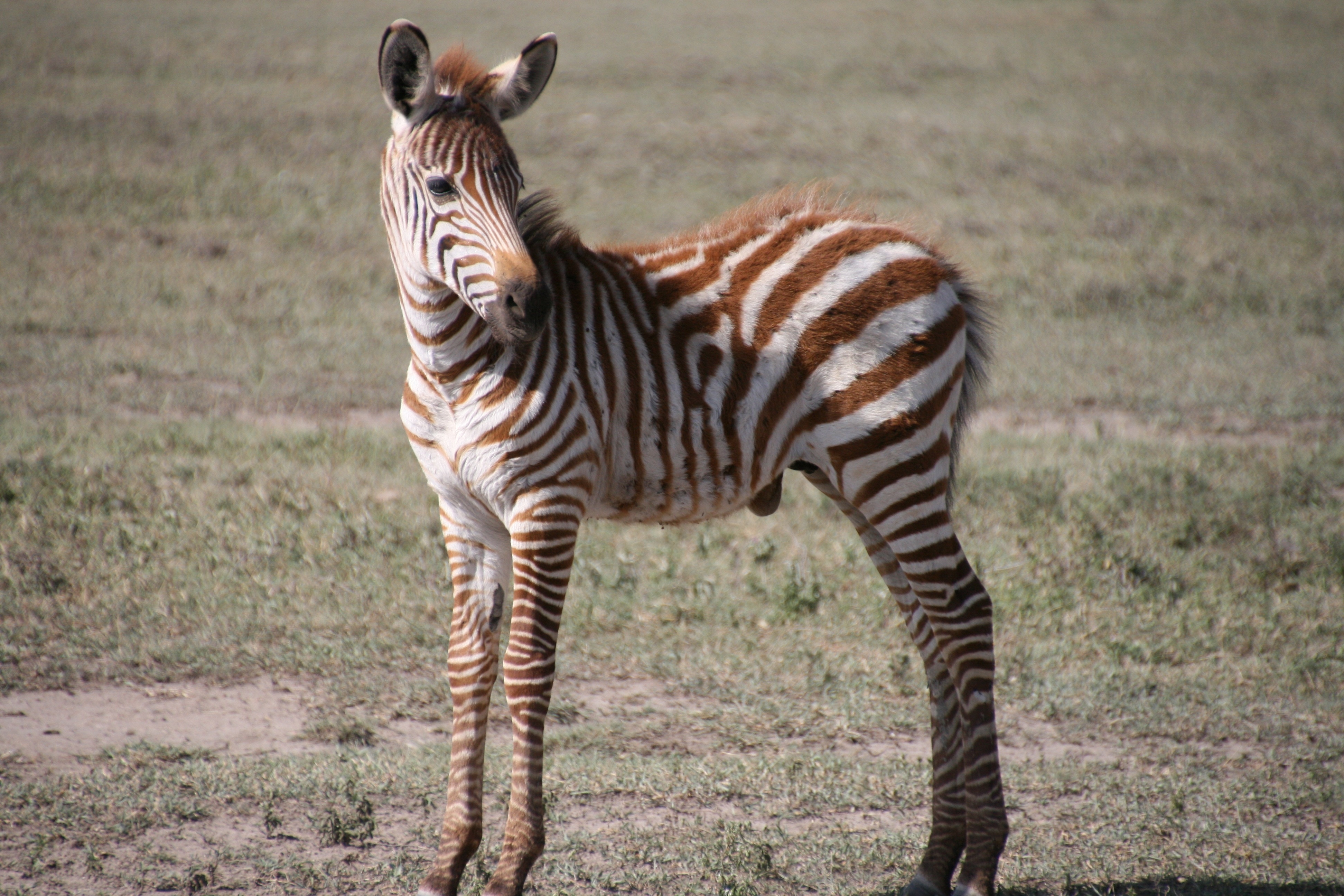 brown and white zebra