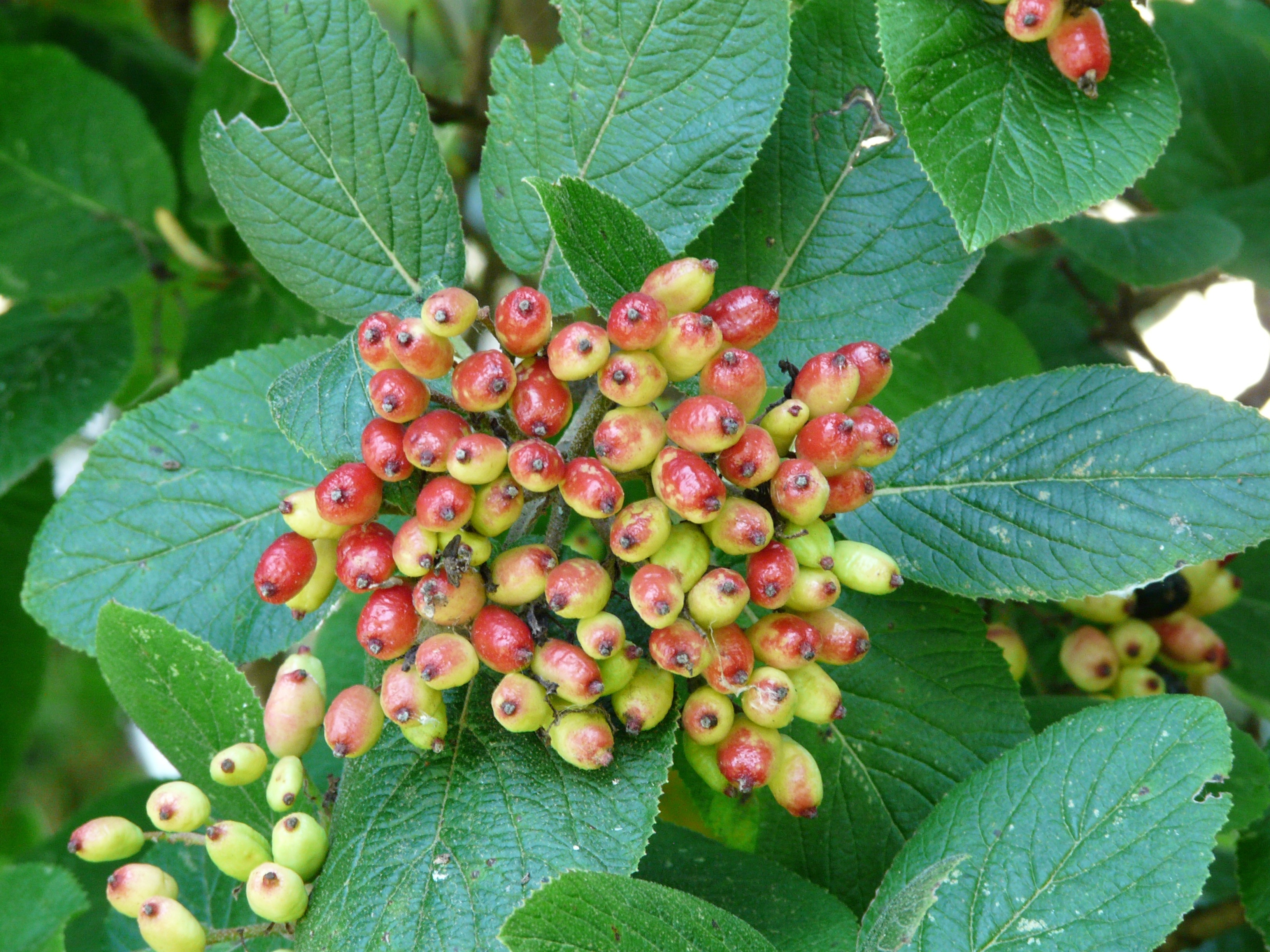 red and green wild berries cluster