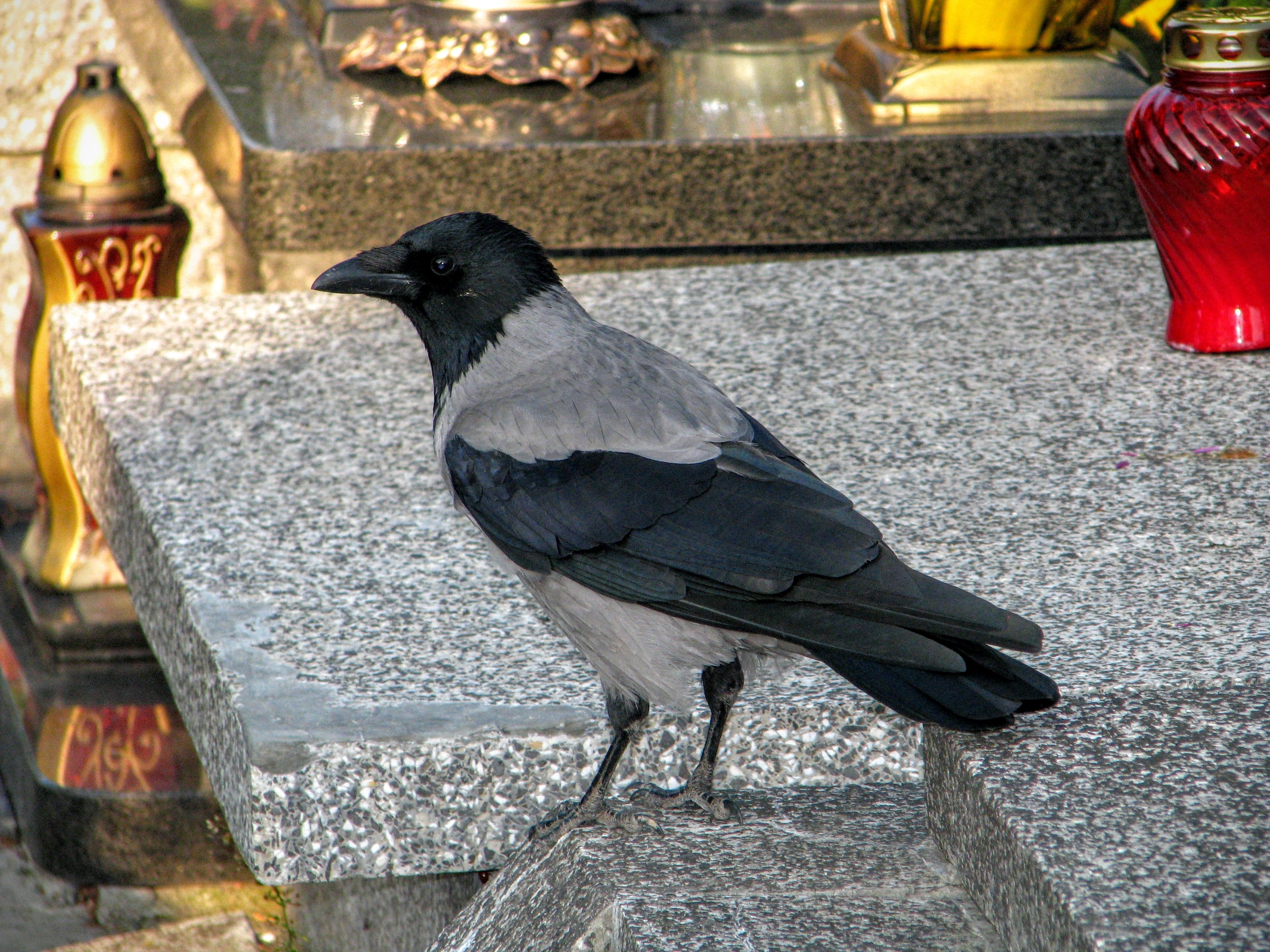 black and grey pigeon