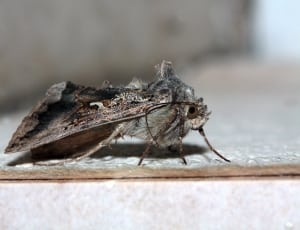 male processionary moth thumbnail