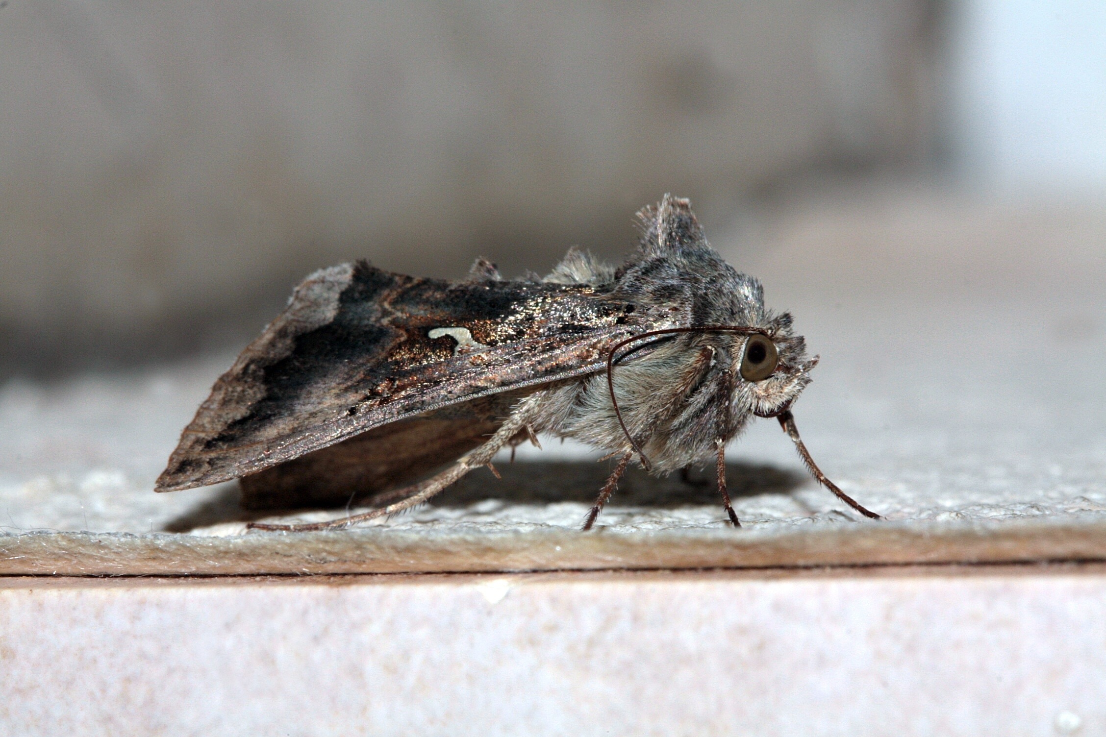 male processionary moth