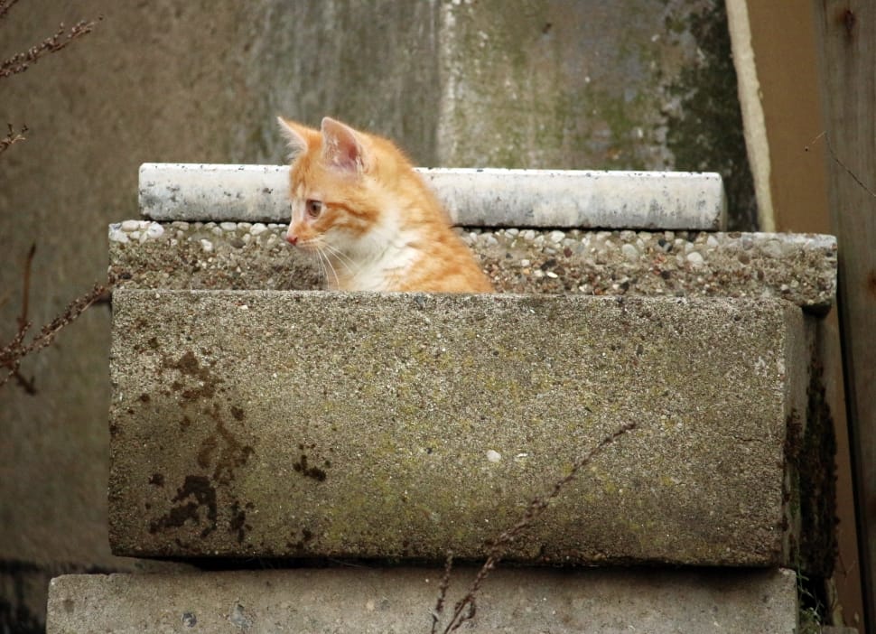 orange tabby kitten preview