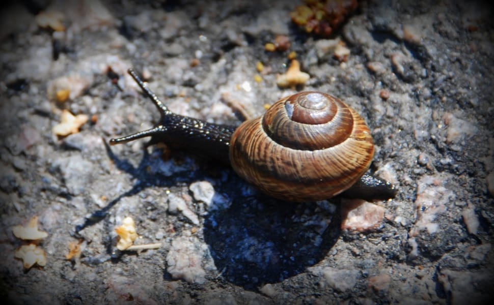 brown snail preview