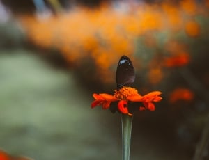 black butterfly on red petal flower thumbnail