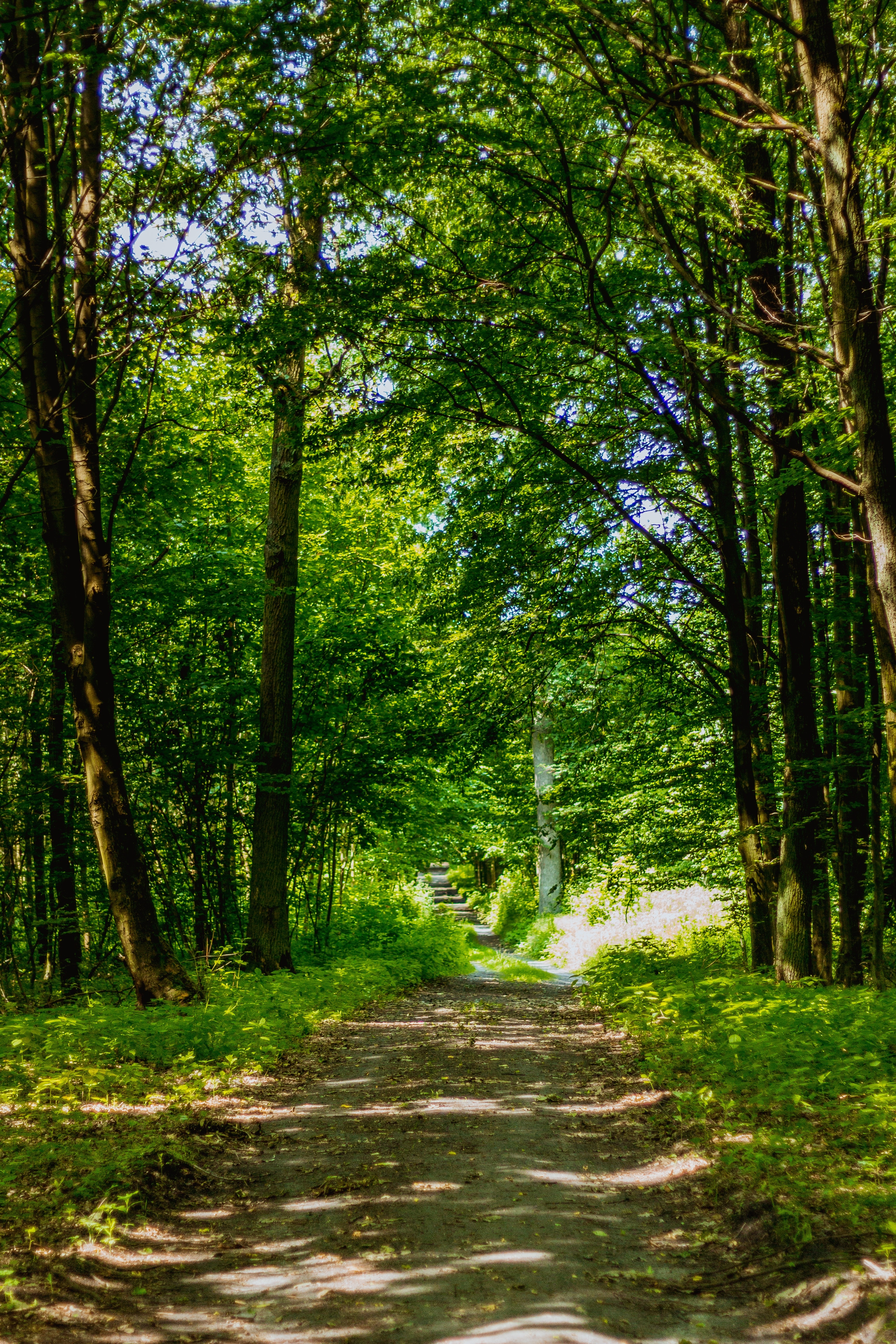 Forest, Way, Foliage, The Path, tree, forest