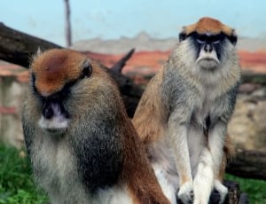 two brown-white-black monkeys thumbnail