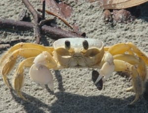 yellow crab thumbnail