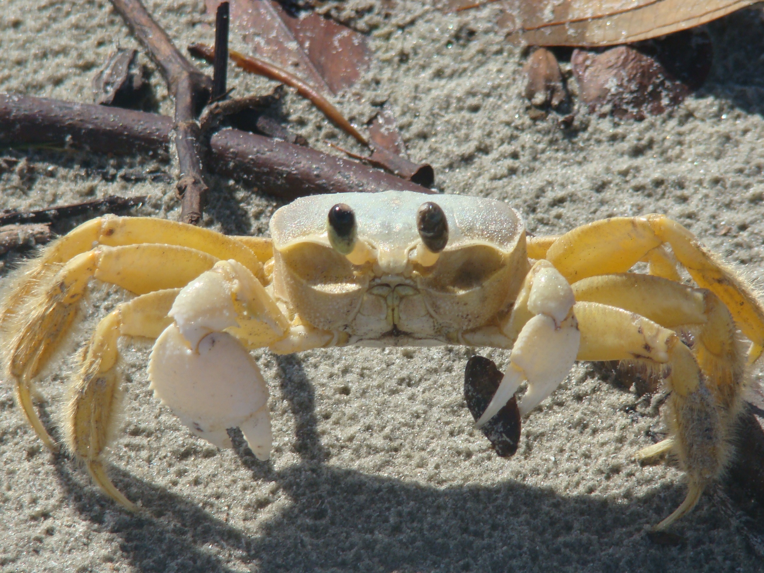 yellow crab
