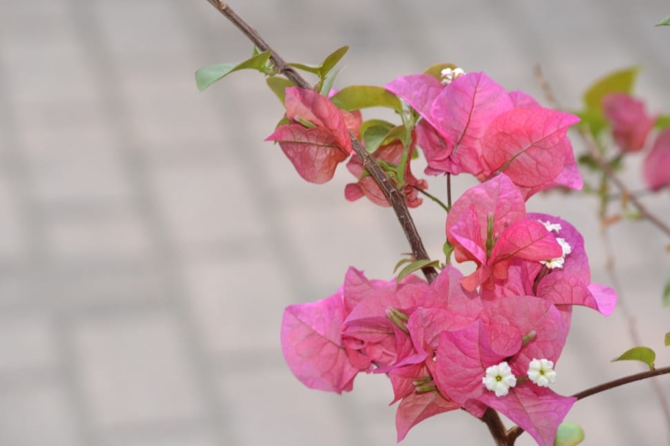 pink bougainvillea preview