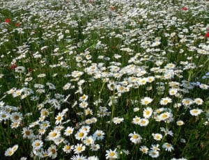 oxeye daisy field thumbnail