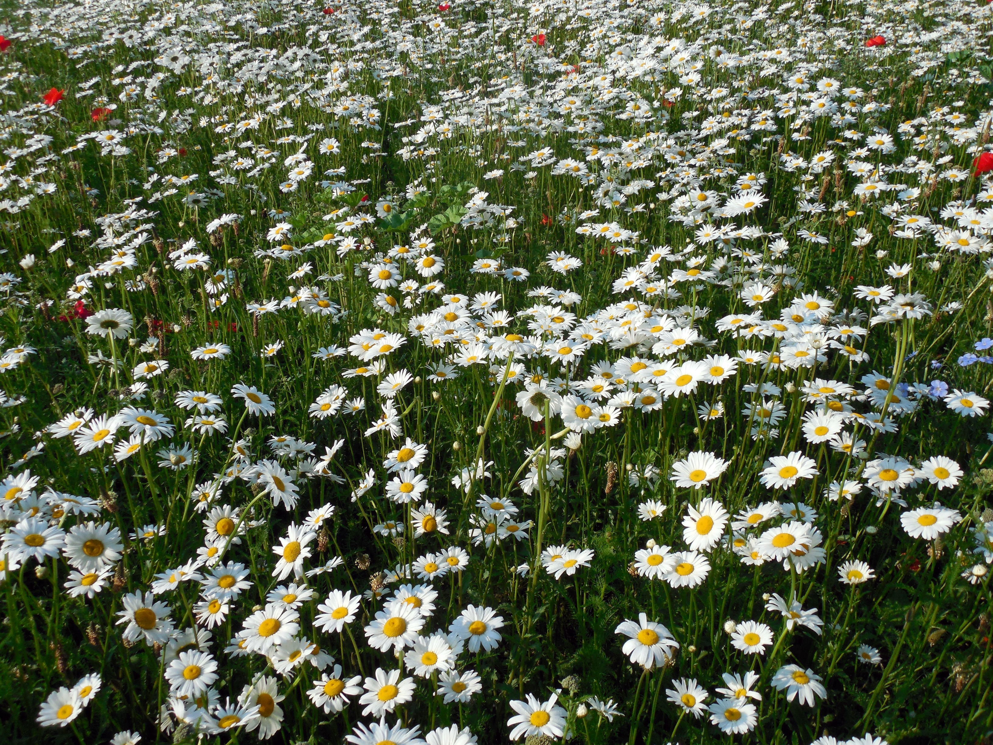 oxeye daisy field