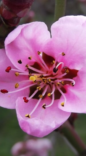 pink 5 petaled flower thumbnail