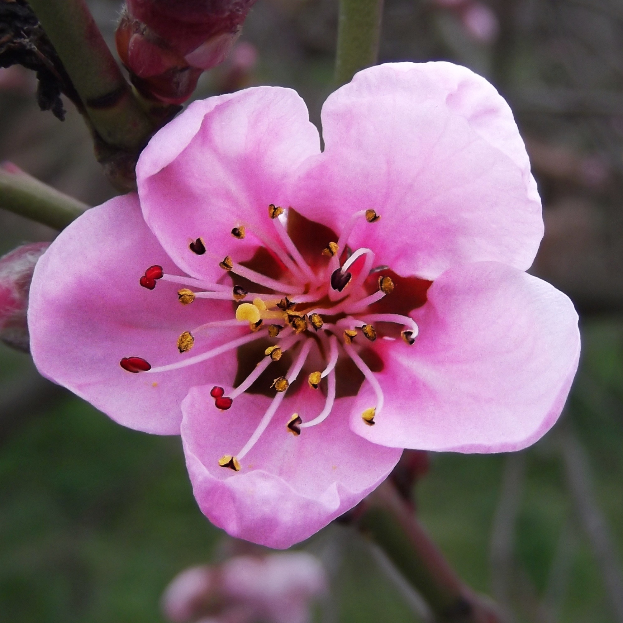 pink 5 petaled flower