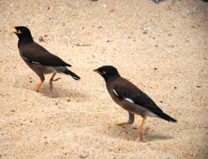 two black-and-gray feathered birds thumbnail