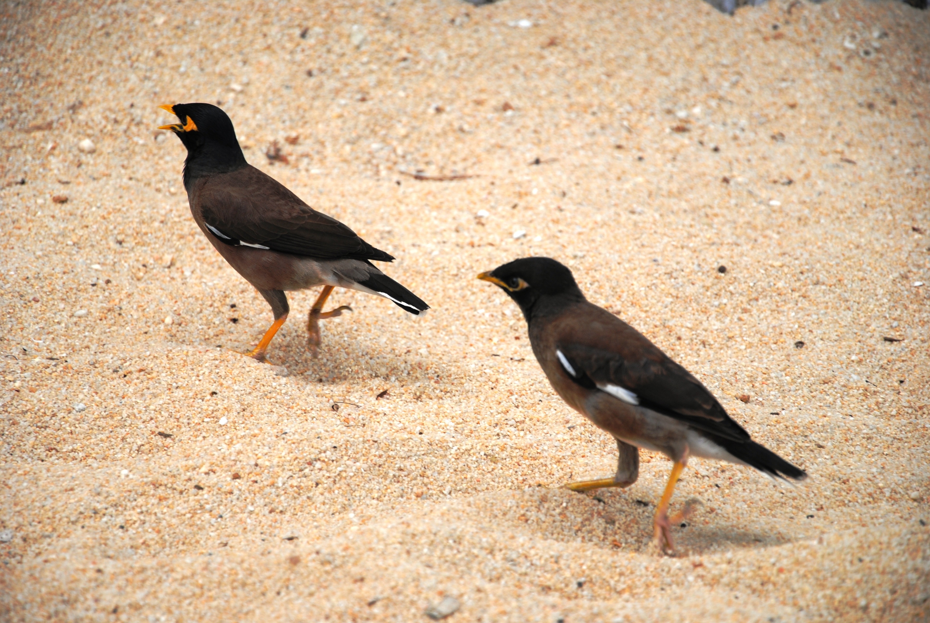 two black-and-gray feathered birds