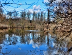 body of water between trees thumbnail