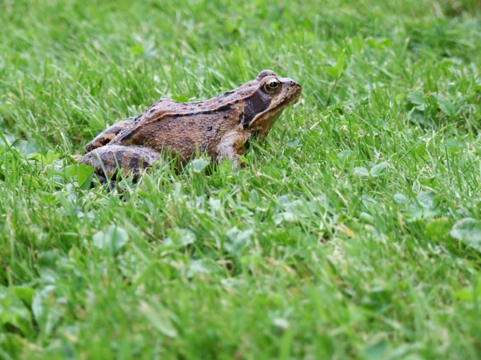 brown and black toad on grass preview