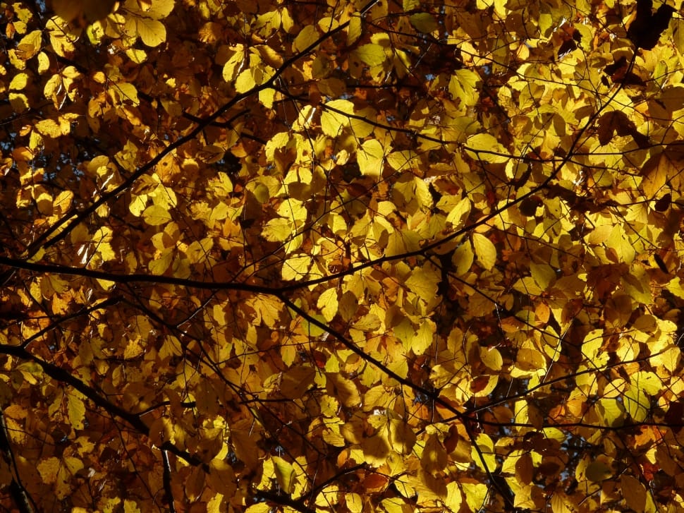 yellow leaf tree lot preview