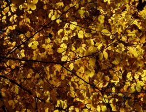 yellow leaf tree lot thumbnail