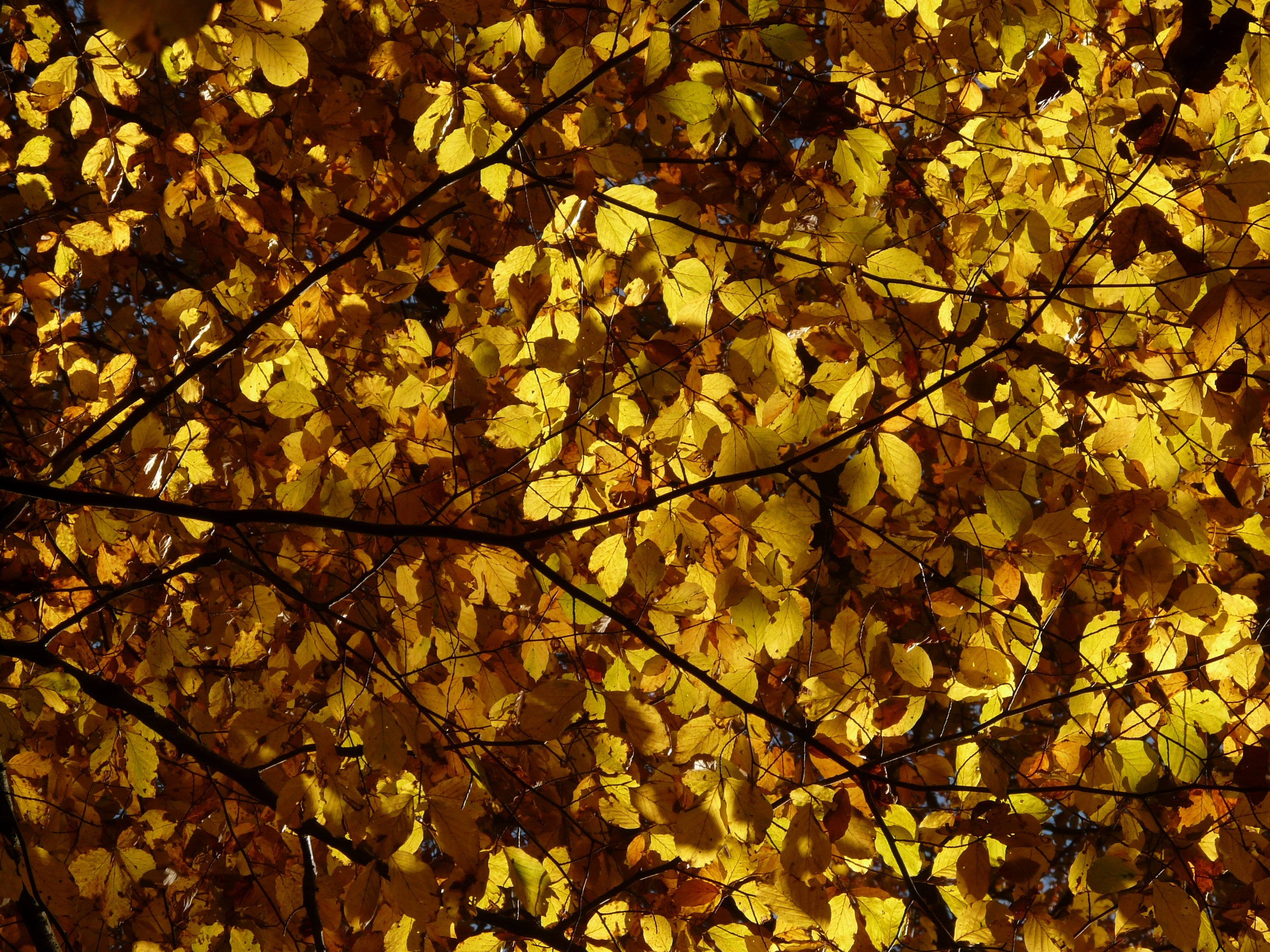 yellow leaf tree lot