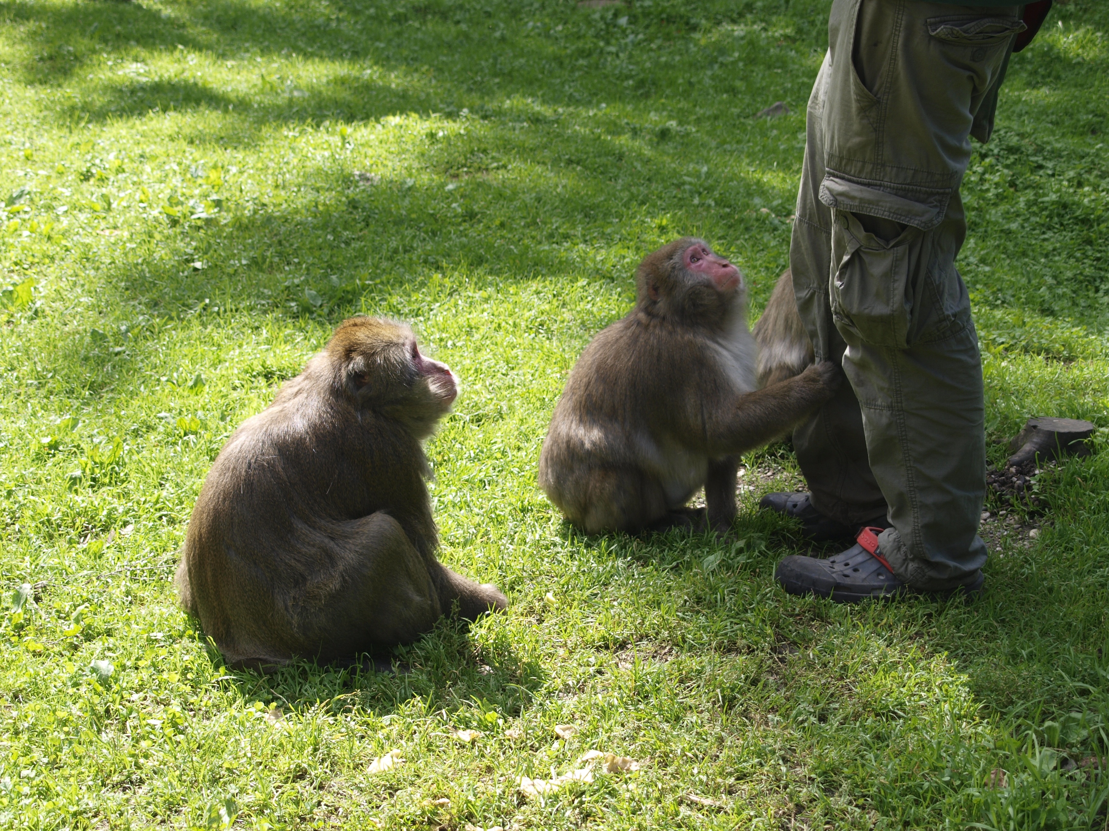 2 brown monkeys