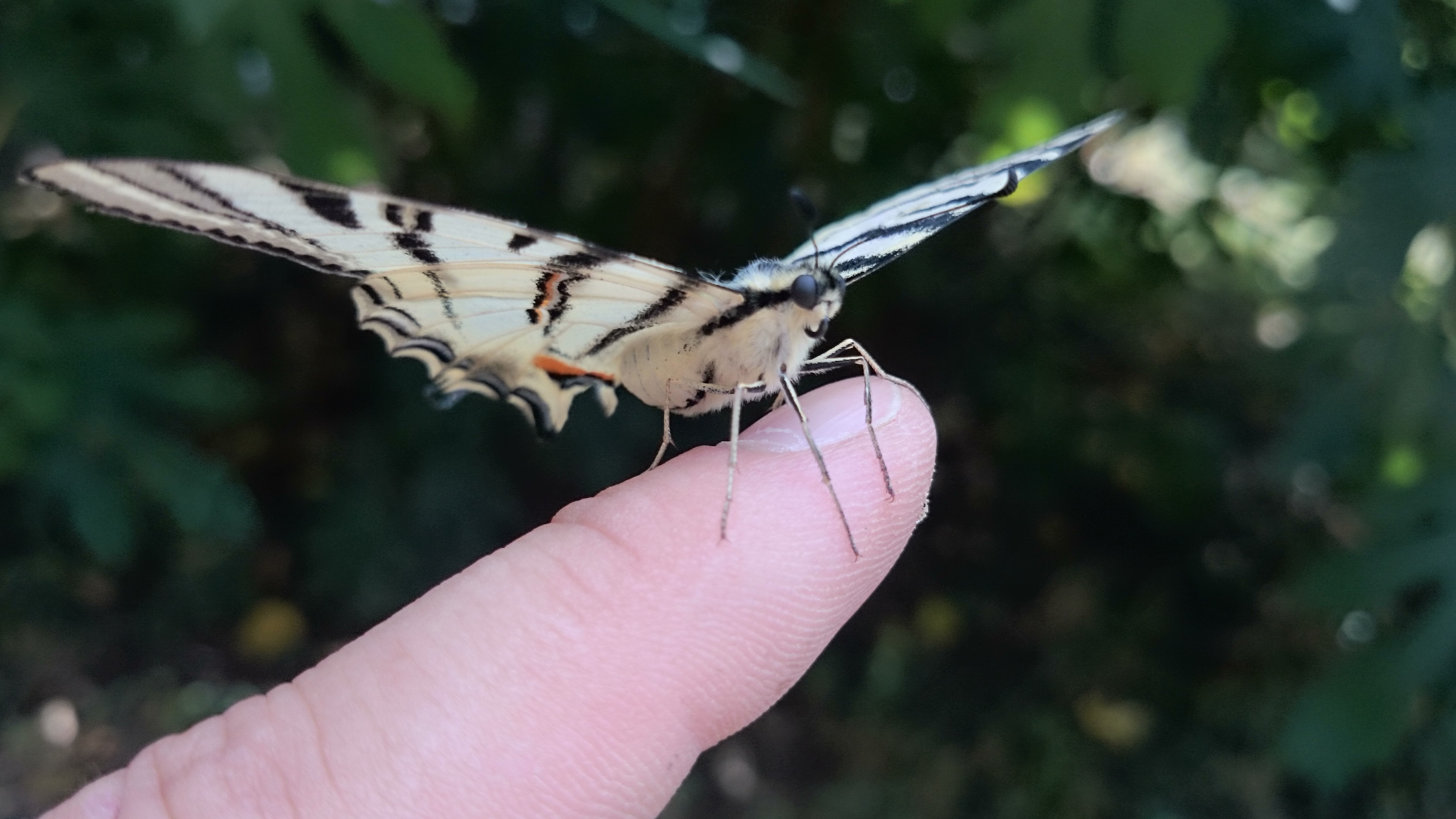 marbled white butterfly