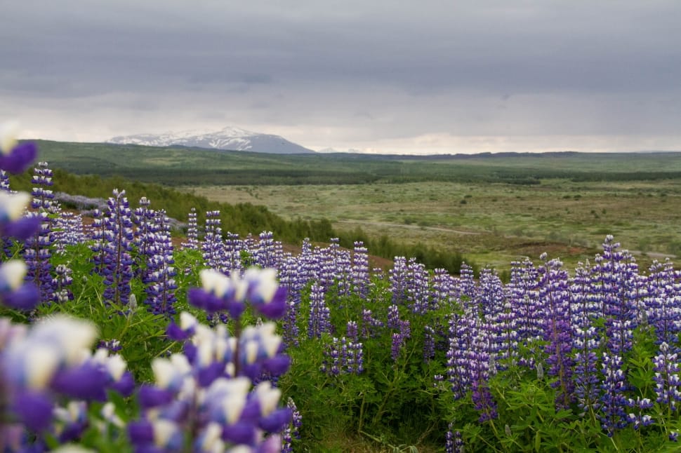 white and purple blooming lupines preview