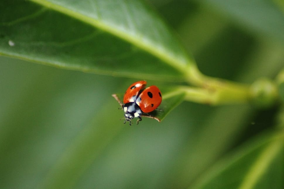 shallow focus photography of red and black ladybug on green leave preview