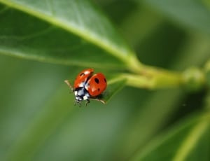 shallow focus photography of red and black ladybug on green leave thumbnail