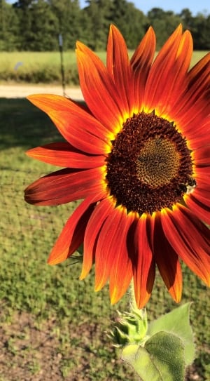 orange sunflower plant thumbnail