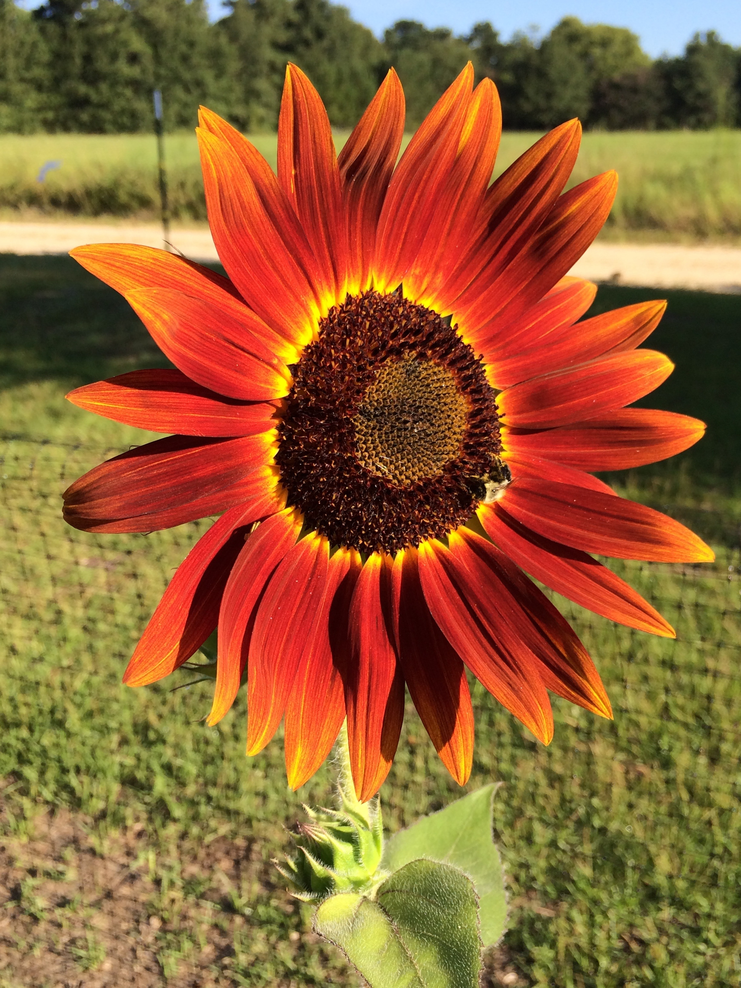 orange sunflower plant
