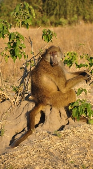 brown and beige monkey thumbnail