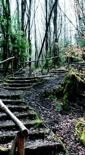 stair with rails in forest thumbnail