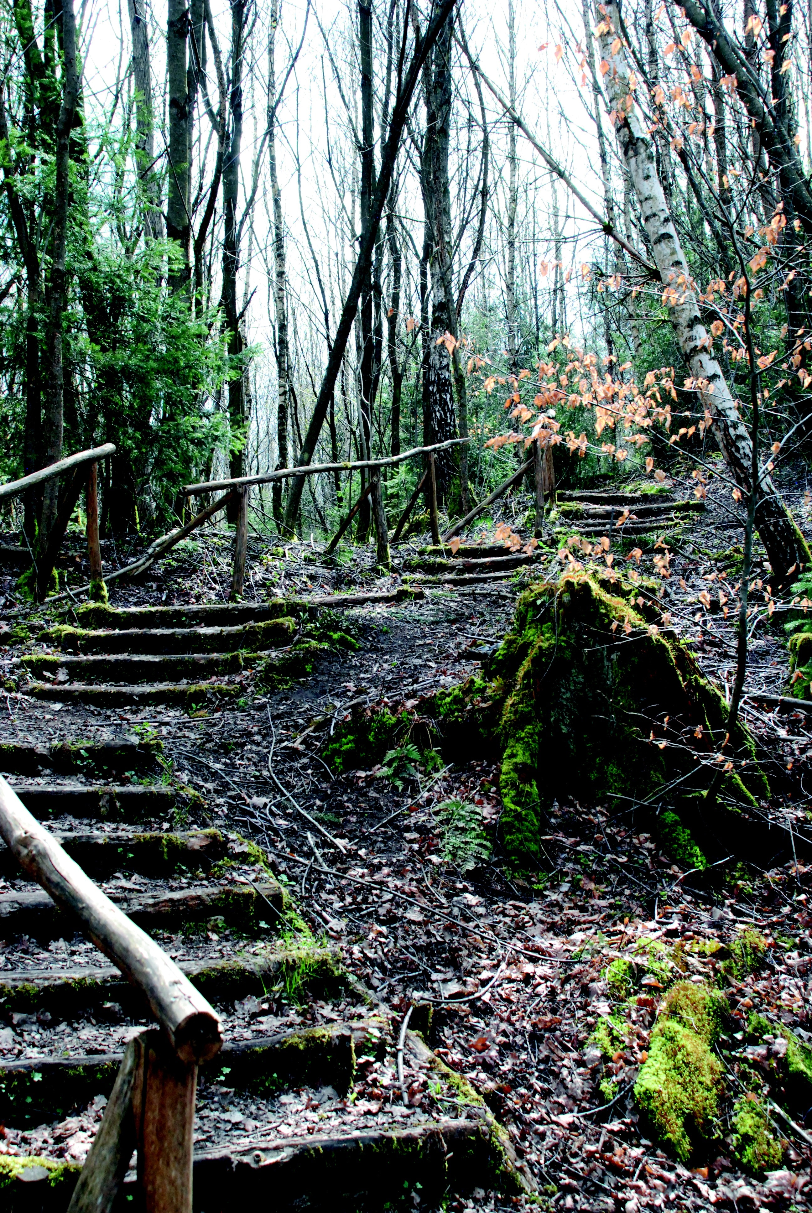stair with rails in forest